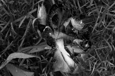 Bahçede büyüyen pembe bir gül. Siyah beyaz.