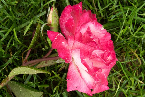 Una Rosa Acostada Sobre Hierba Jardín —  Fotos de Stock