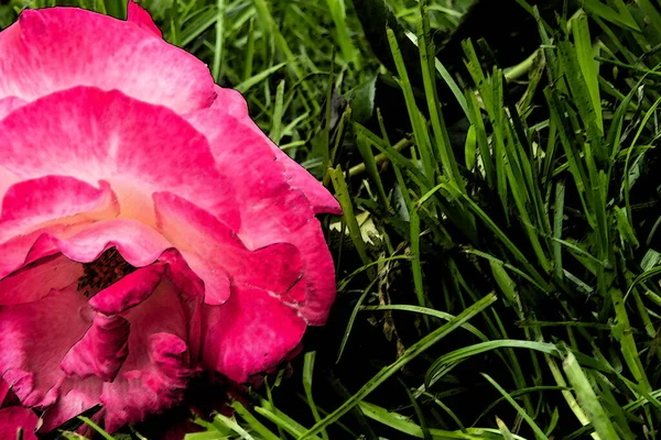 Pink Rose Lying Grass Garden Sumie Effect — Stock Photo, Image