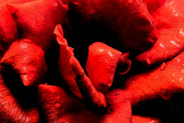 Wet Red Rose Macro Photo Sumie Effect — Stock Photo, Image