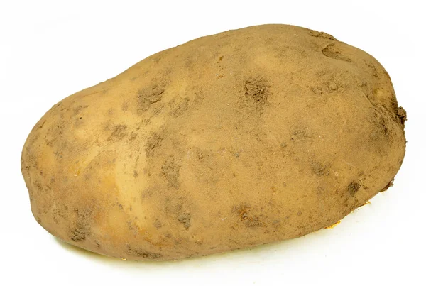 Rijp Grote Aardappelen Van Noya Variëteit — Stockfoto