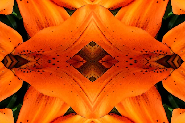 An orange Asiatic Lily depicted in a modern abstract fashion