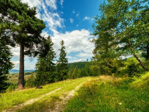 Forest Road Summerview 'de. Yüksek kalite fotoğraf