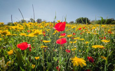 Baharda gelincikler ve papatyalar