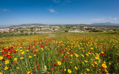 Baharda gelincikler ve papatyalar