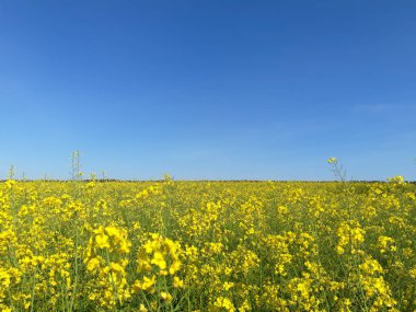 Ukrayna bayrağı şeklindeki alanın manzarası