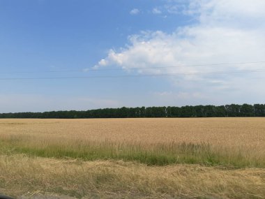 Buğdaylı bir tarlada manzara