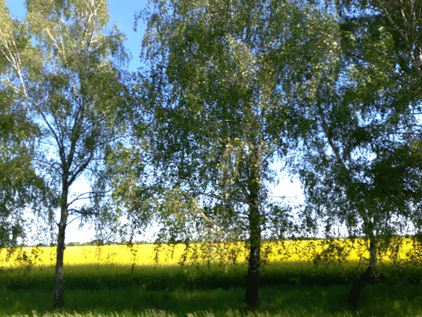 Paisaje Del Campo Colza — Foto de Stock