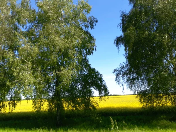 Paisaje Del Campo Colza — Foto de Stock