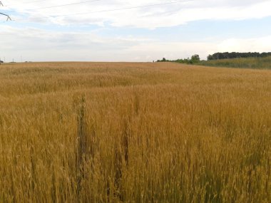 Kırsalda buğday tarlası