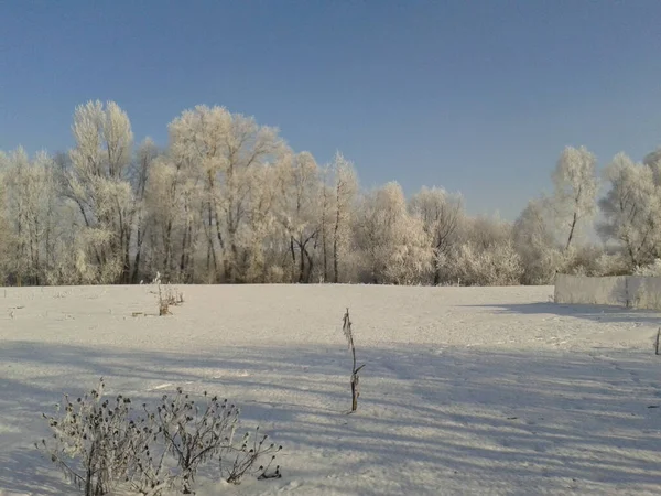 Paysage Hivernal Avec Arbres Enneigés — Photo