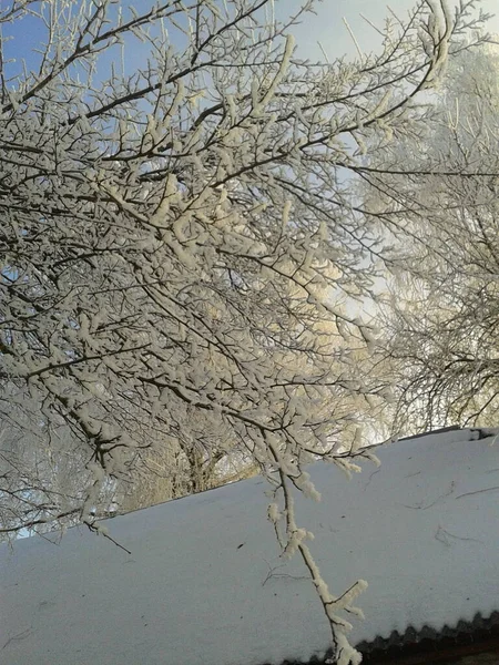 Winterlandschaft Mit Schneebedeckten Bäumen — Stockfoto