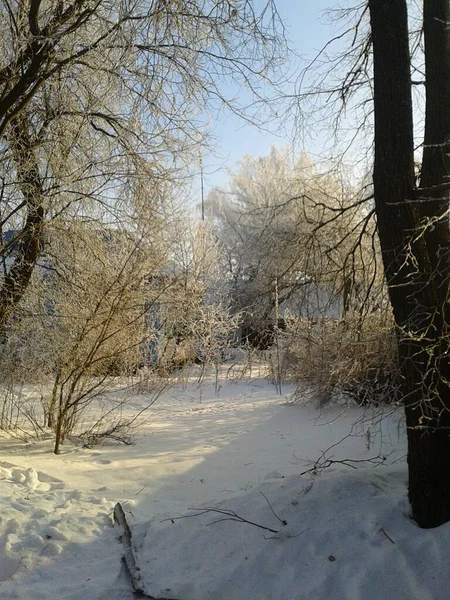 Paysage Hivernal Avec Neige Arbres — Photo