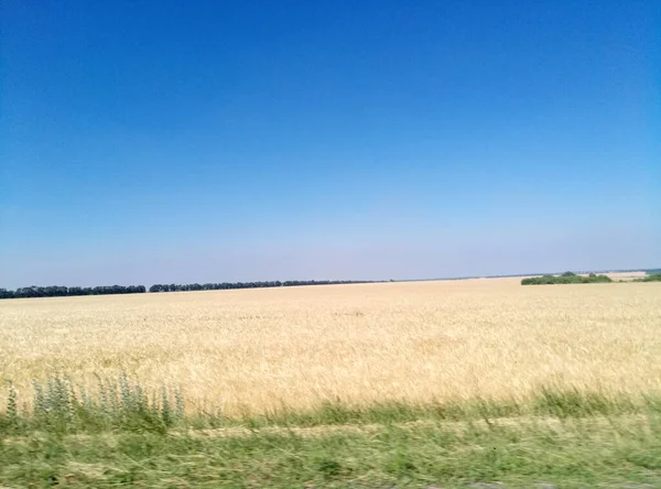 Bela Paisagem Com Campo Trigo — Fotografia de Stock