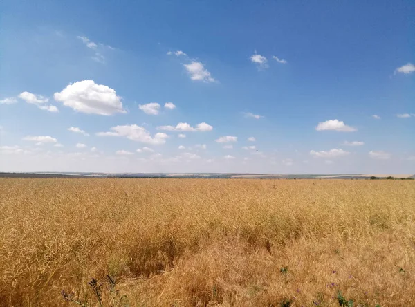 Красивий Краєвид Полем Пшениці — стокове фото