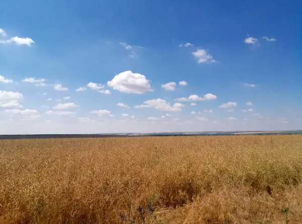 Bela Paisagem Com Campo Trigo — Fotografia de Stock