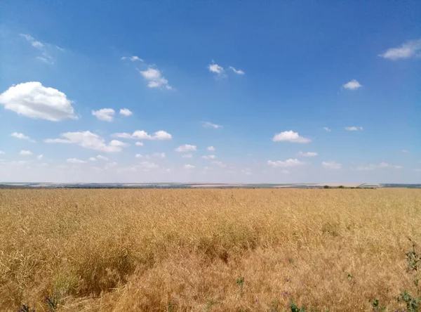 Красивий Краєвид Полем Пшениці Блакитного Неба — стокове фото