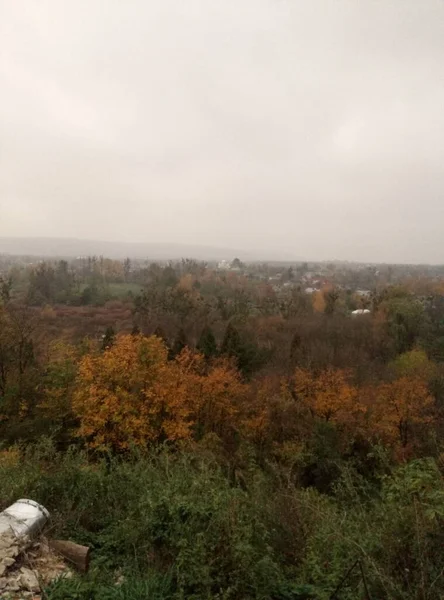 Krásná Krajina Stromem Lesem — Stock fotografie