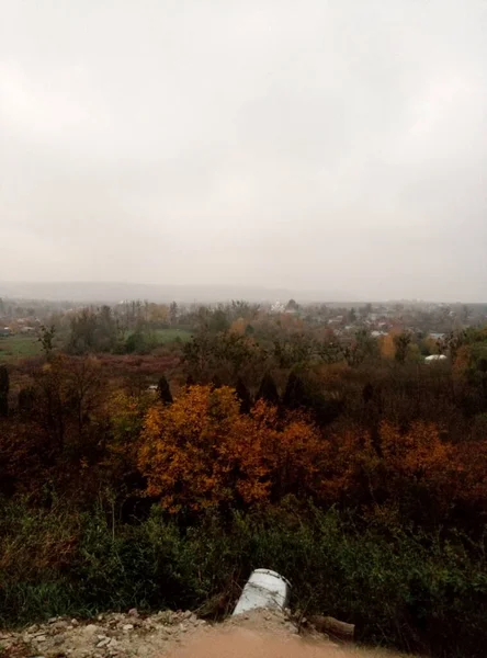 Schöne Landschaft Mit Einem Baum Und Einem Wald — Stockfoto