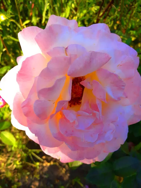 Τριαντάφυλλο Στον Κήπο — Φωτογραφία Αρχείου