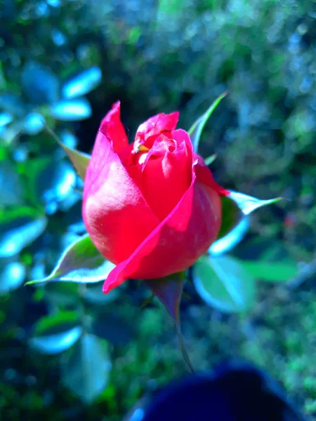 Rosa Jardim — Fotografia de Stock