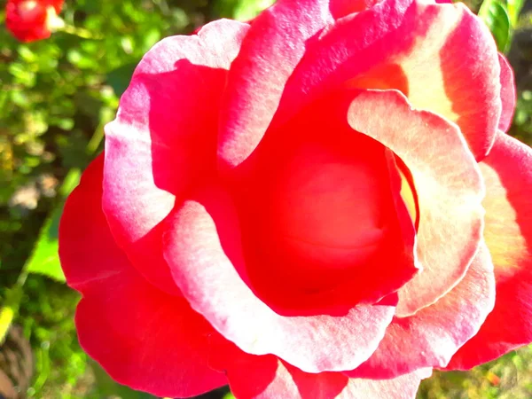 Τριαντάφυλλο Στον Κήπο — Φωτογραφία Αρχείου