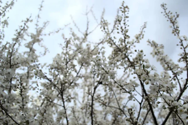 Hermosas Flores Primavera Sobre Fondo Cielo Azul — Foto de Stock