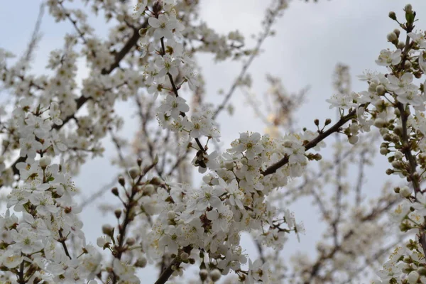 Jarní Bílé Květy Stromu Zahradě — Stock fotografie