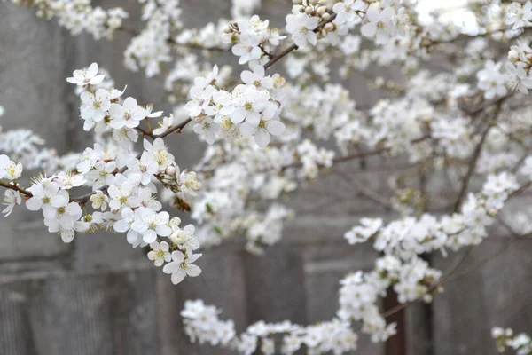 Árbol Primavera Floreciente Con Flores Blancas — Foto de Stock