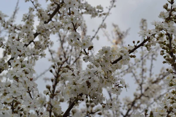 Primavera Flores Blancas Árbol Jardín — Foto de Stock