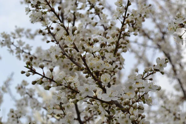Krásné Bílé Květy Pozadí Modré Oblohy Stromy — Stock fotografie