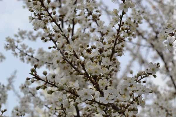 Primavera Flores Blancas Árbol Jardín — Foto de Stock