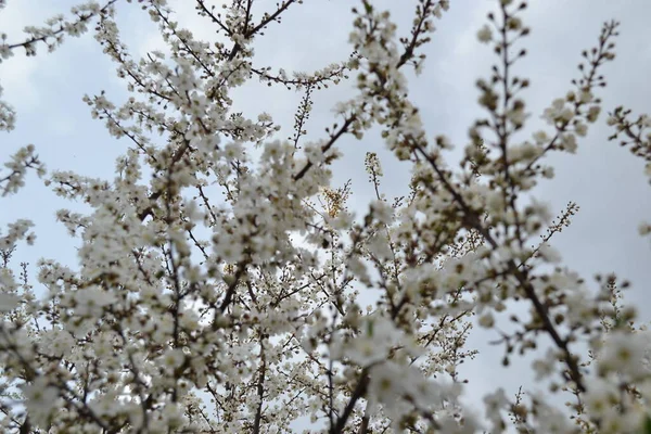Primavera Flores Blancas Árbol Jardín — Foto de Stock