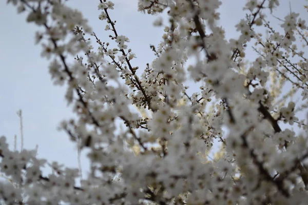 Kwitnące Wiosenne Drzewo Kwiatami Rozmytym Tle Drzew — Zdjęcie stockowe