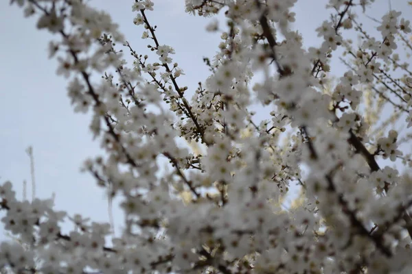 Photo Gros Plan Belles Fleurs Fleurs Dans Jardin — Photo