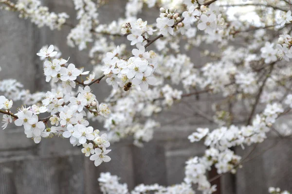 Jarní Bílé Květy Stromu Zahradě — Stock fotografie