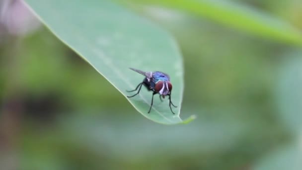 Vuela Sobre Hojas Que Mueven Viento Tomadas Por Tarde Jardín — Vídeos de Stock