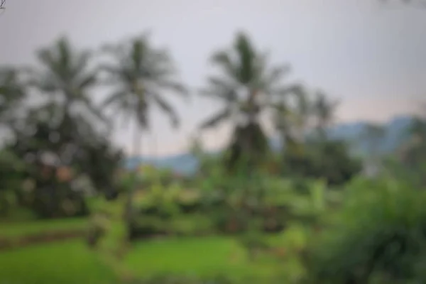 Rozostřené Abstraktní Pozadí Pohledu Rýžová Pole Kokosové Stromy — Stock fotografie