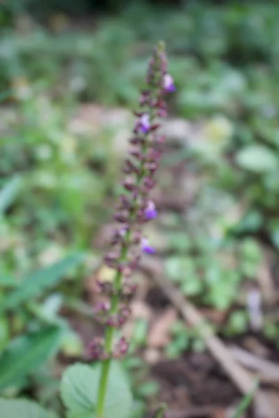 Fond Abstrait Déconcentré Plante Salvia Japonica — Photo