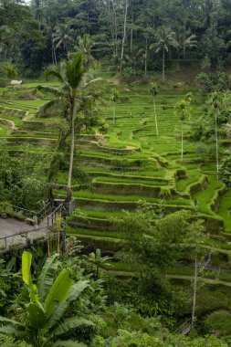 Buz terasları bali ubud Endonezya