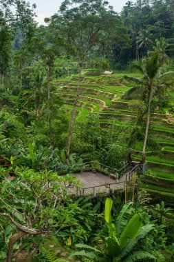 Pirinç tarlaları bali ubud Endonezya