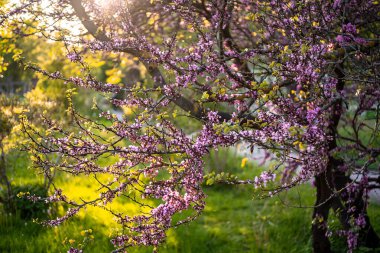 Çiçekler, sakura ve gün ışığıyla açan bahar ağacı.