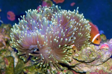Amphiprion nigripes, Maldiv anemonisi ya da kara yüzgeçli anemon balığı, bir palyaço balığı türü, Ritteri deniz şakayığının içinde, Heteractis magnifica