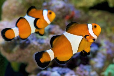 Yaygın Palyaço Balığı, Amphiprion Osellaris, resif ortamında yüzüyor.
