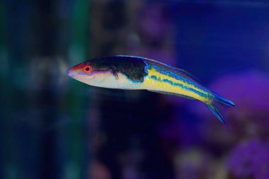 Kraliyet Kalem Yolu veya Mulitcolor Wrasse, Pseudojuloides Severnsi.