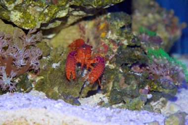 Daum 'un resif ıstakozu, Enoplometopus daumi, kırmızı ve mor renkli küçük bir tropikal resif ıstakozu.