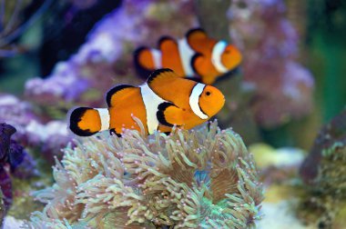 Yaygın Palyaço Balığı, Amphiprion Osellaris, resif ortamında yüzüyor.