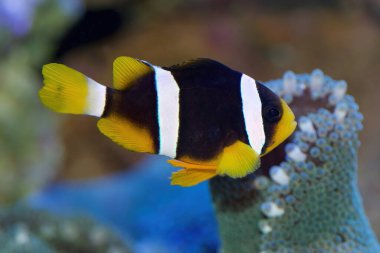 Clarkii ya da Clark 'ın palyaço balığı, Amphiprion clarkii, Haddon' un Halı Denizi Anemone 'si, Stichodactyla haddoni