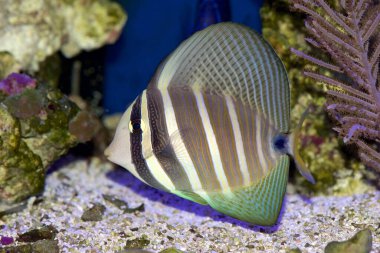 Pasifik Sailfin Tang, Zebrasoma veliferum, resif ayarı