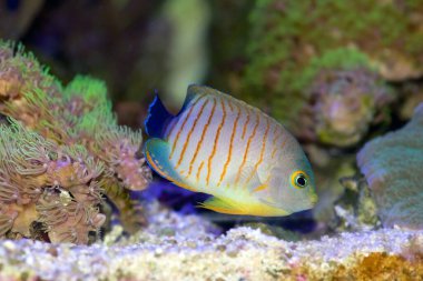 Kırmızı Çizgili, veya Eibli Pigme Melek Balığı (Centropyge eibli)